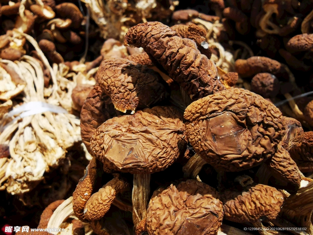 茶树菇