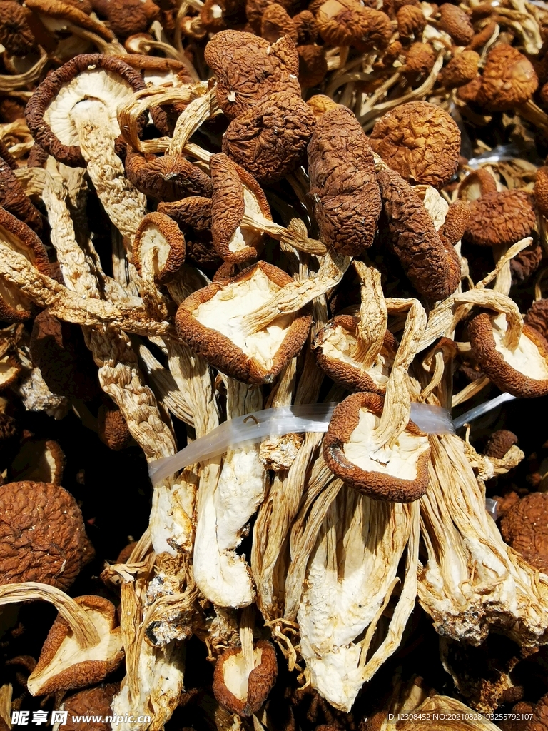 茶树菇