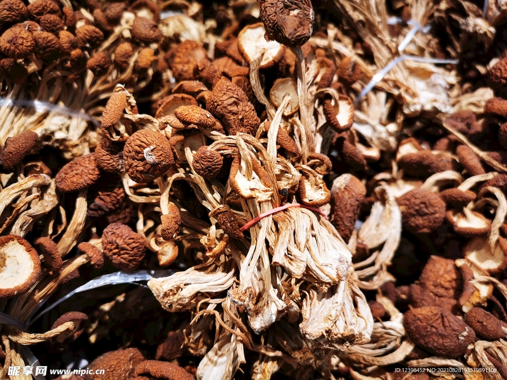 茶树菇