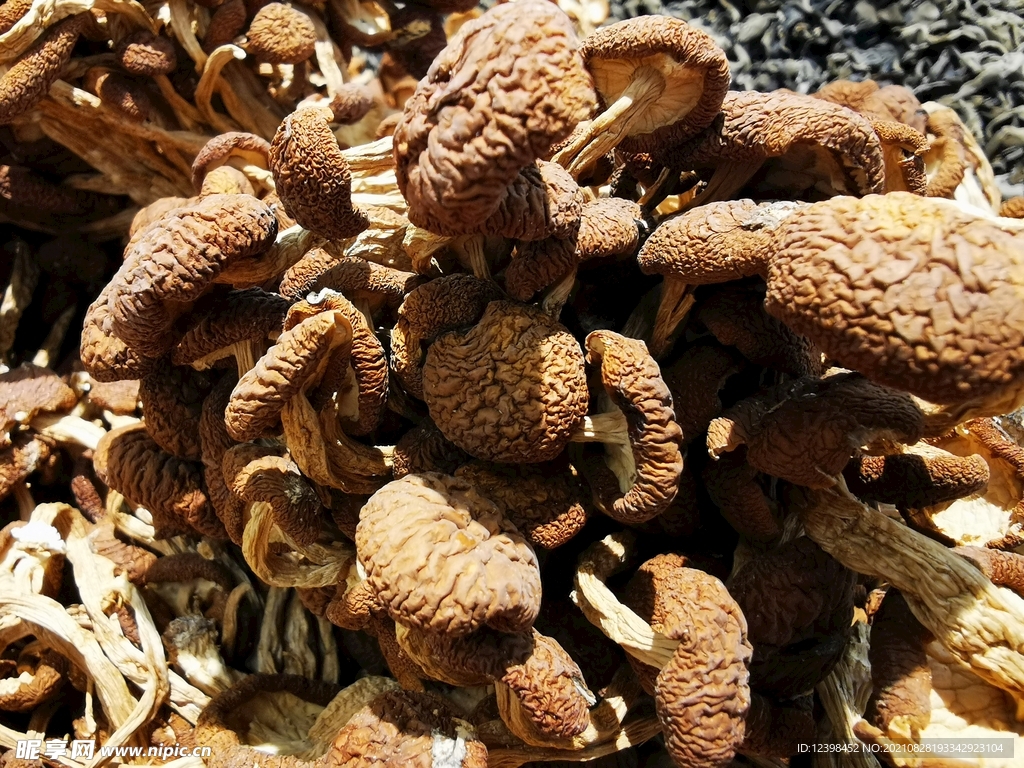 茶树菇