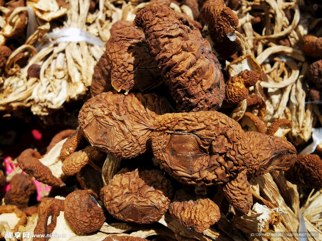 茶树菇