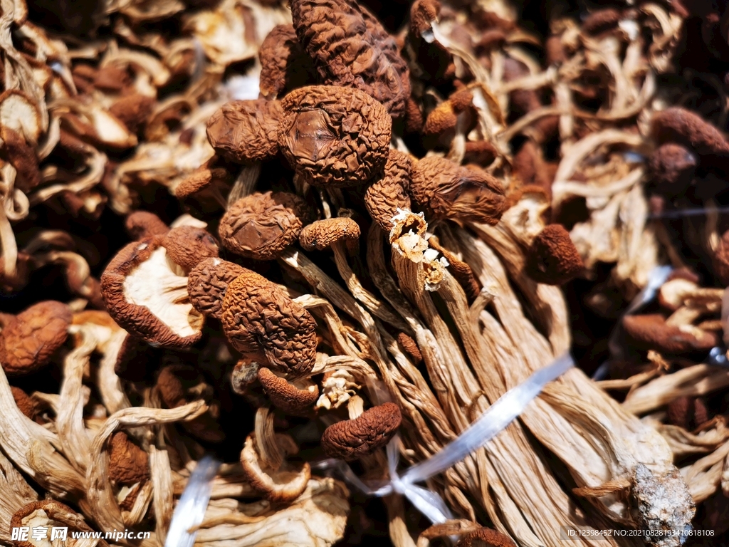 干茶树菇