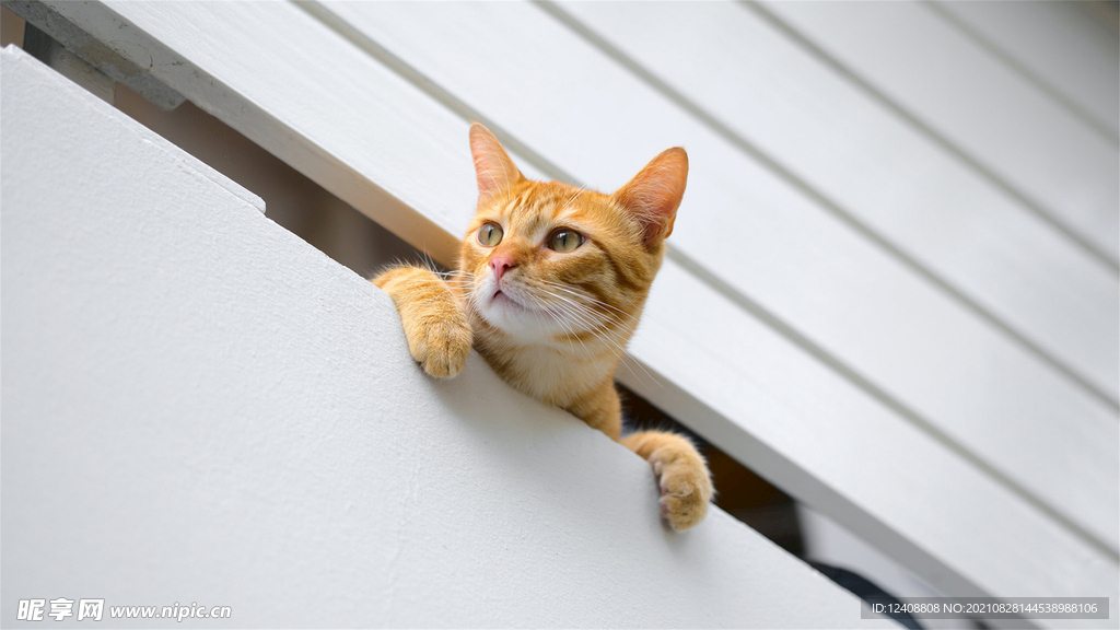 小猫