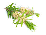 白千层茶树树枝花