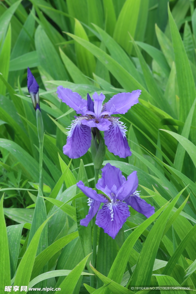 鸢尾花