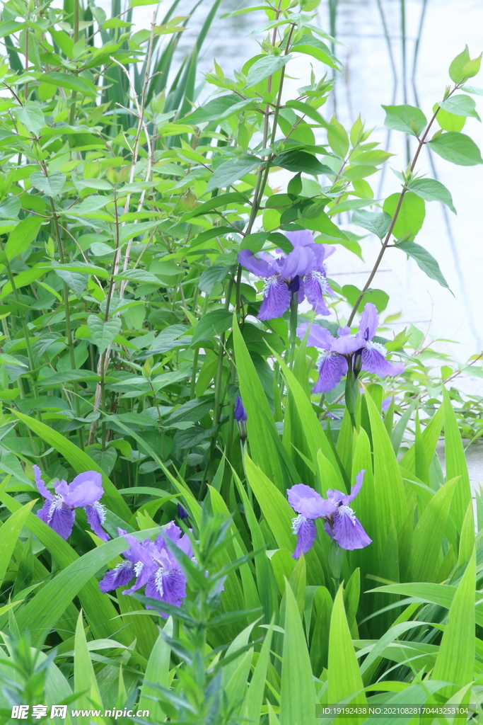 鸢尾花