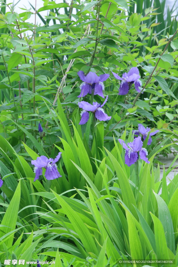 鸢尾花 