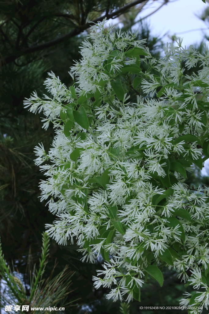 流苏树花