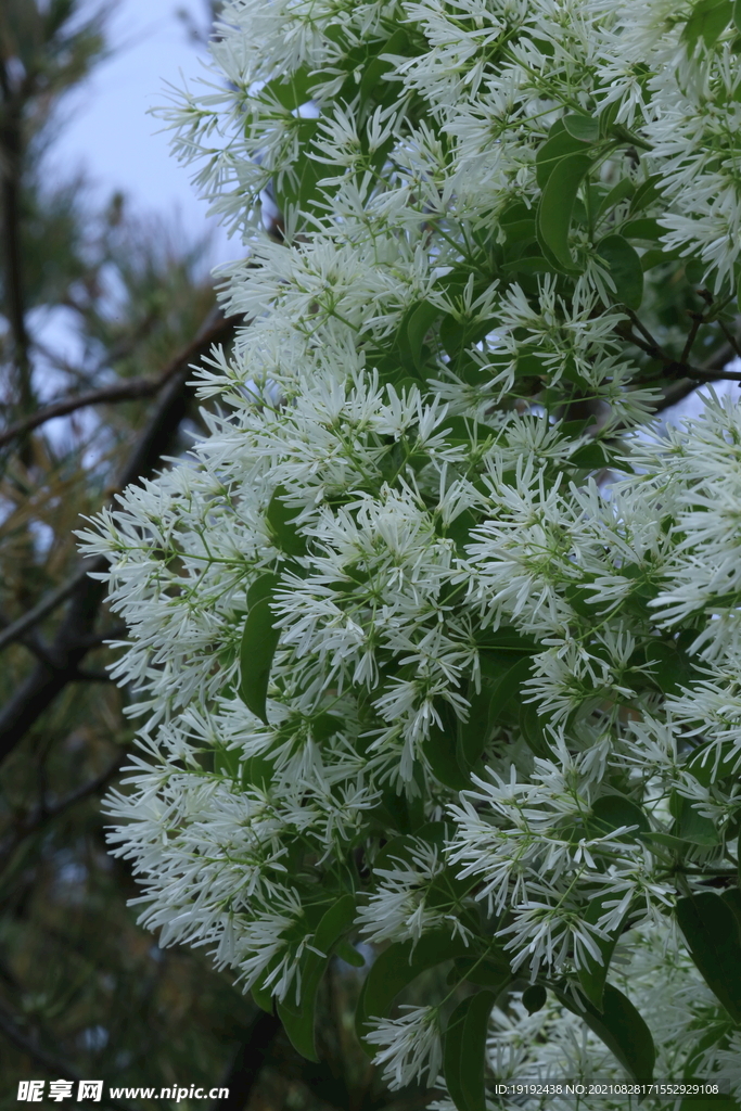 流苏树花 