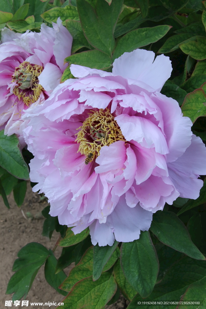牡丹花 