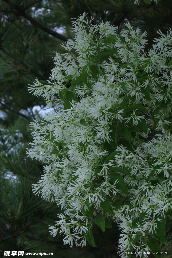 流苏树花 