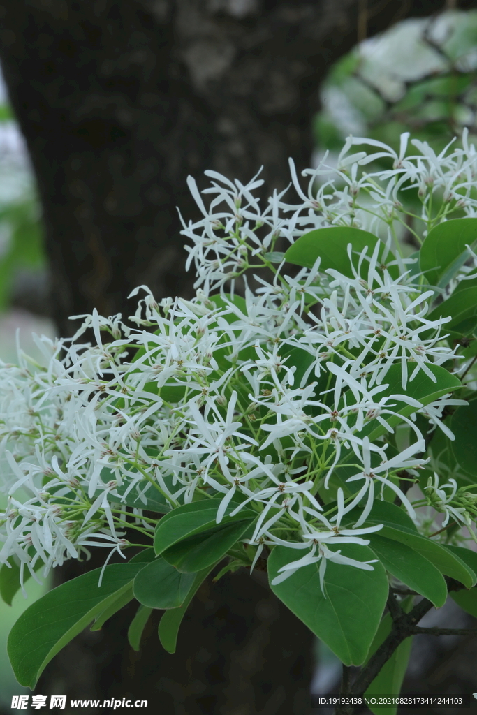 流苏树花