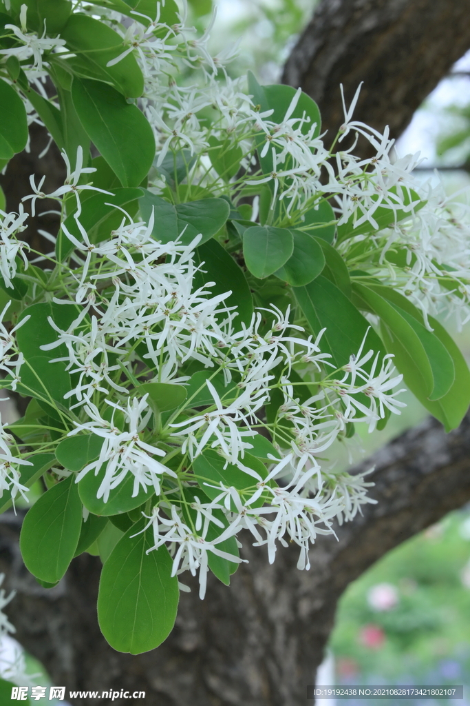 流苏树花
