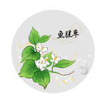 鱼腥草
