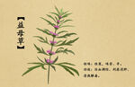 益母草