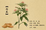 白术