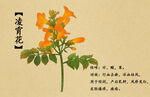 凌霄花