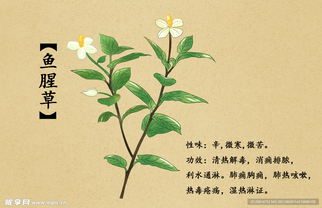 鱼腥草