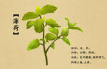 薄荷