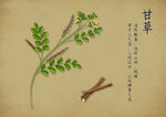 甘草