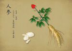 人参