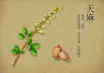天麻