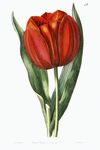 花卉