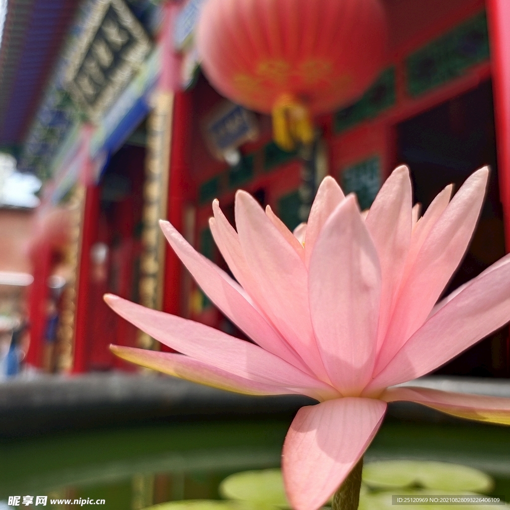 莲花   寺院  睡莲