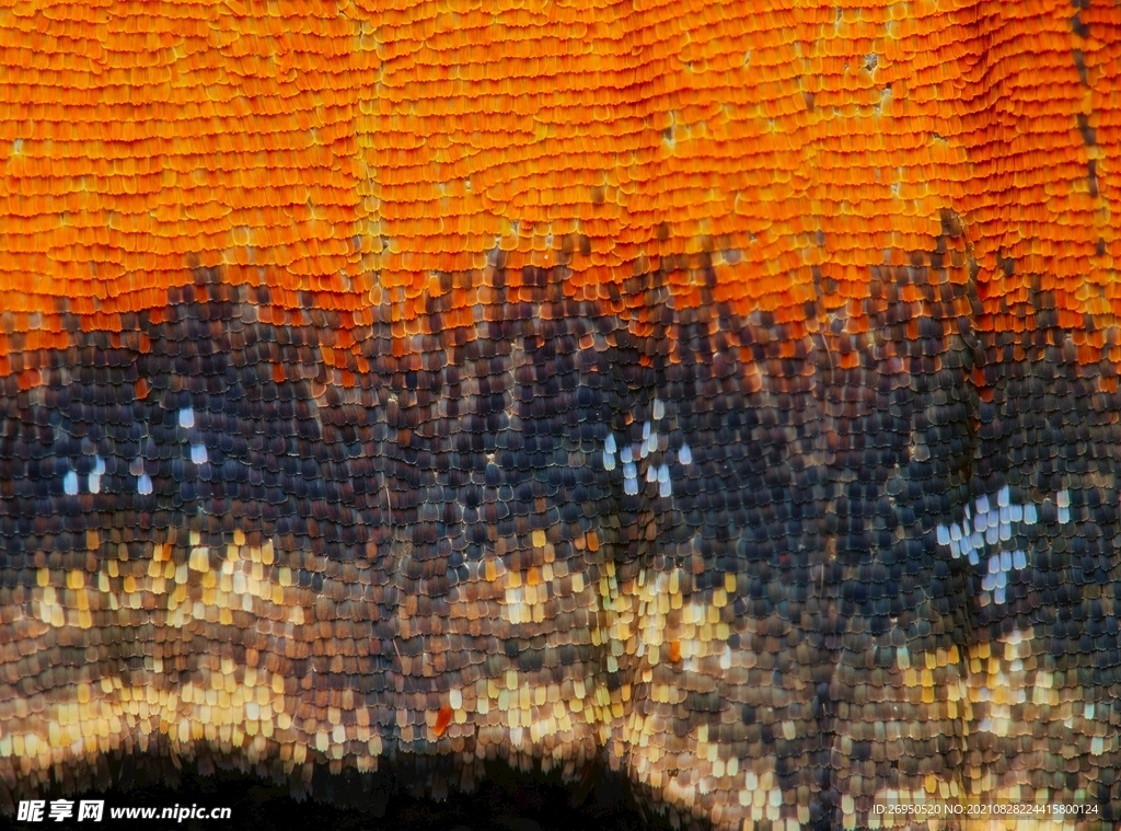 风景