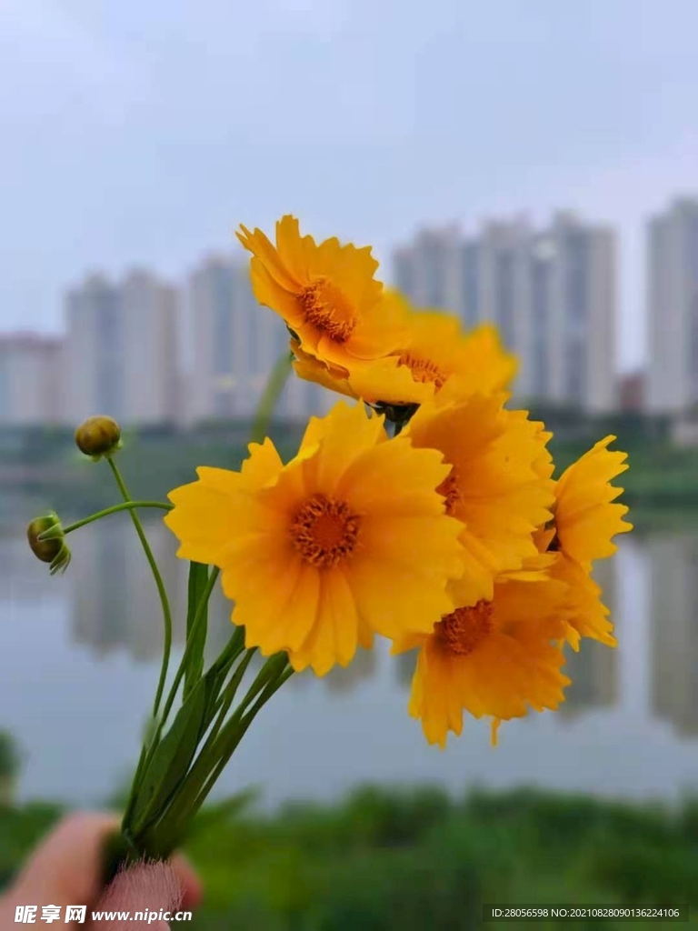 小野花 野菊花