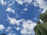 蓝天白云柳树