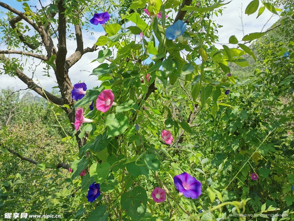 牵牛花丛