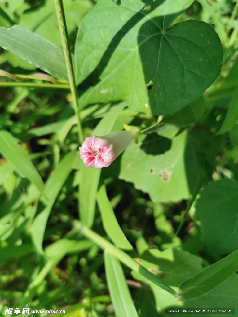 收缩的牵牛花