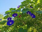 牵牛花蓝色