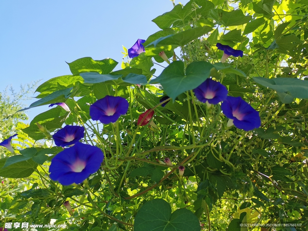 牵牛花蓝色