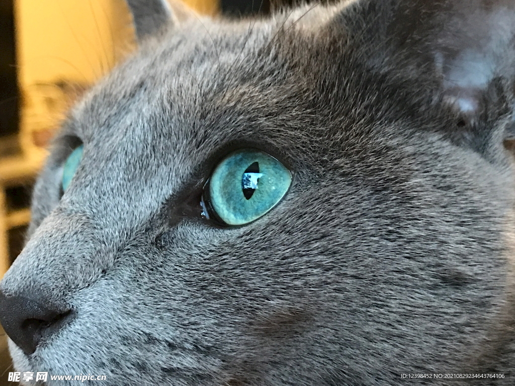 猫猫