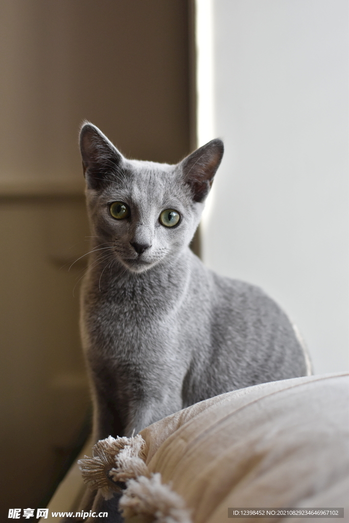 可爱的猫咪
