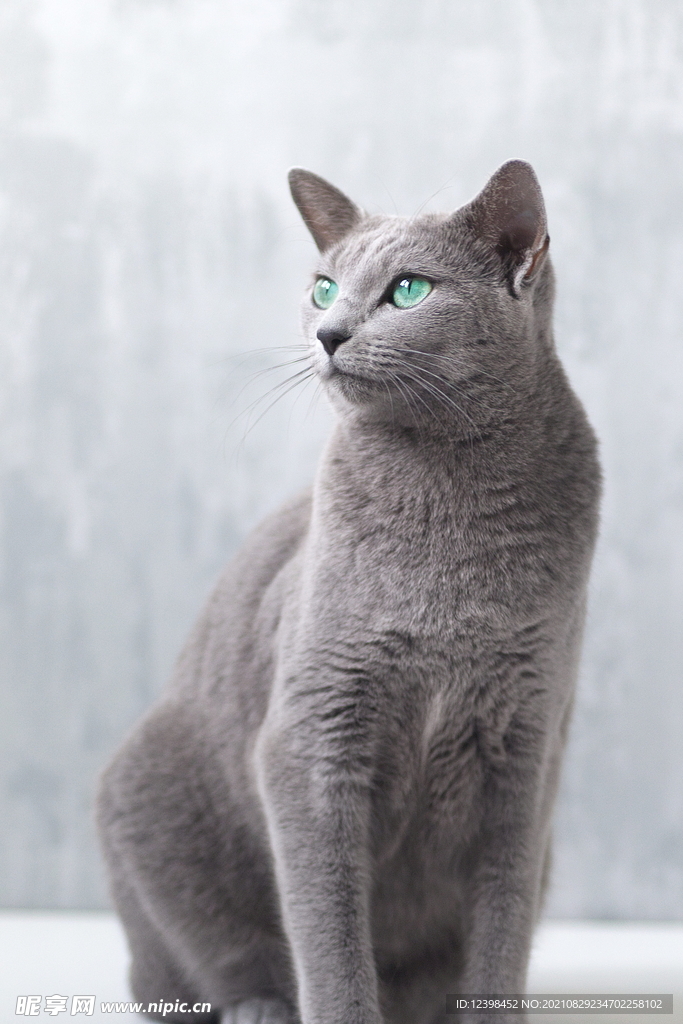 猫咪