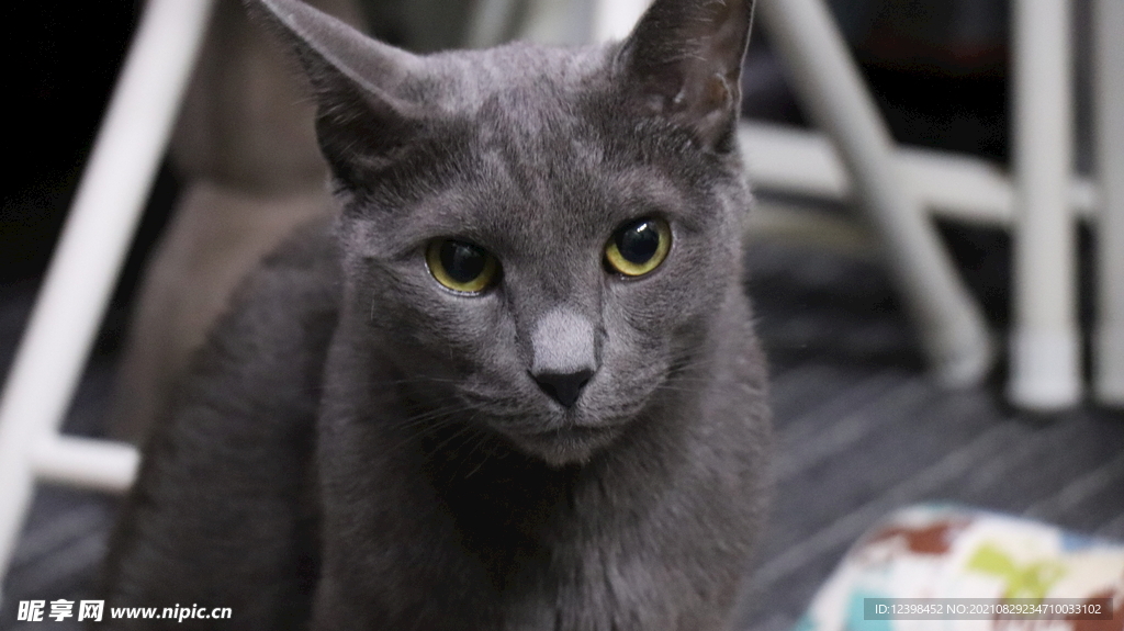 可爱的猫咪