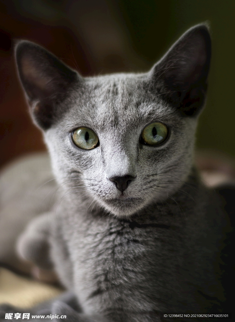 可爱的猫咪