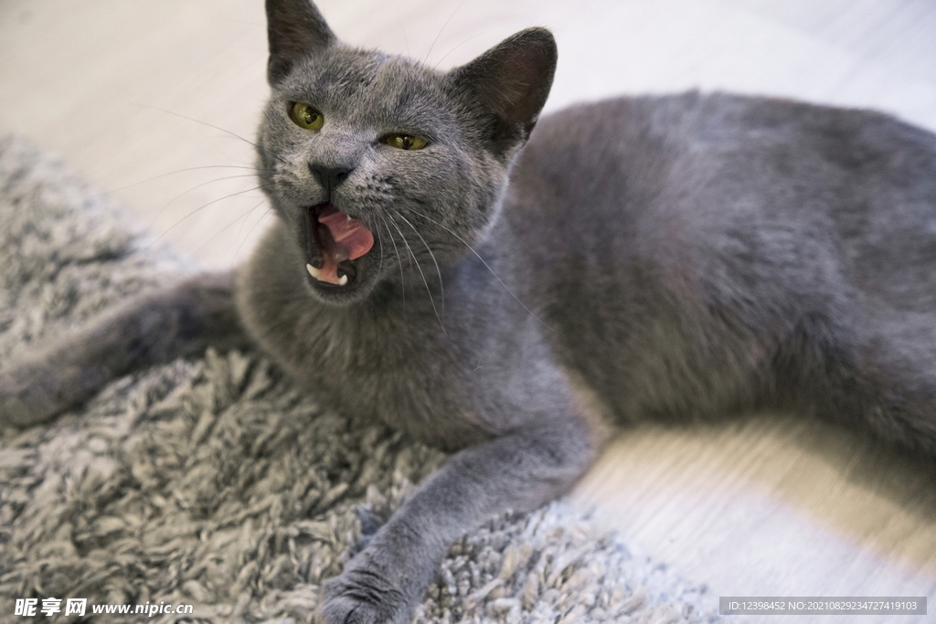 可爱的猫咪