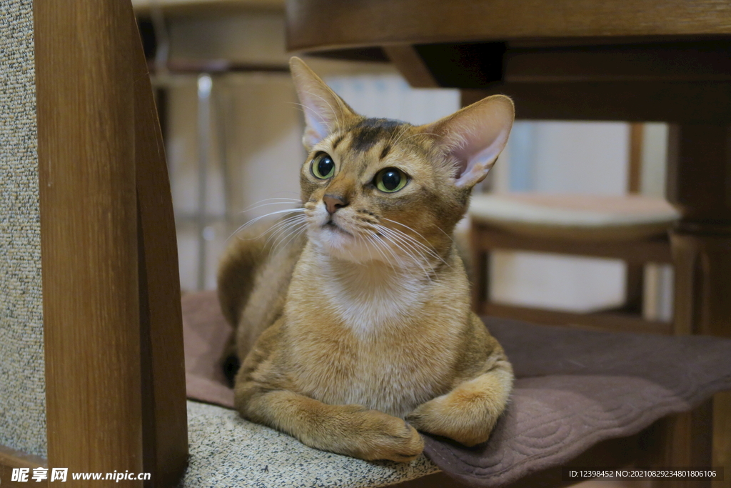 可爱的猫咪