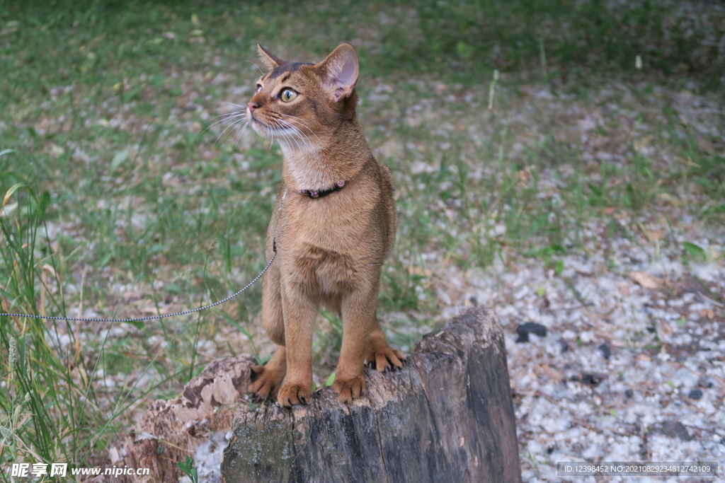 可爱的猫咪