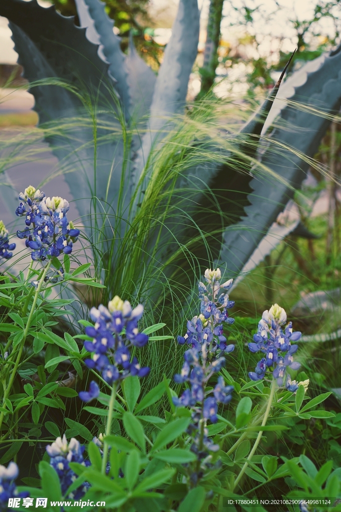 花卉