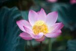 莲花