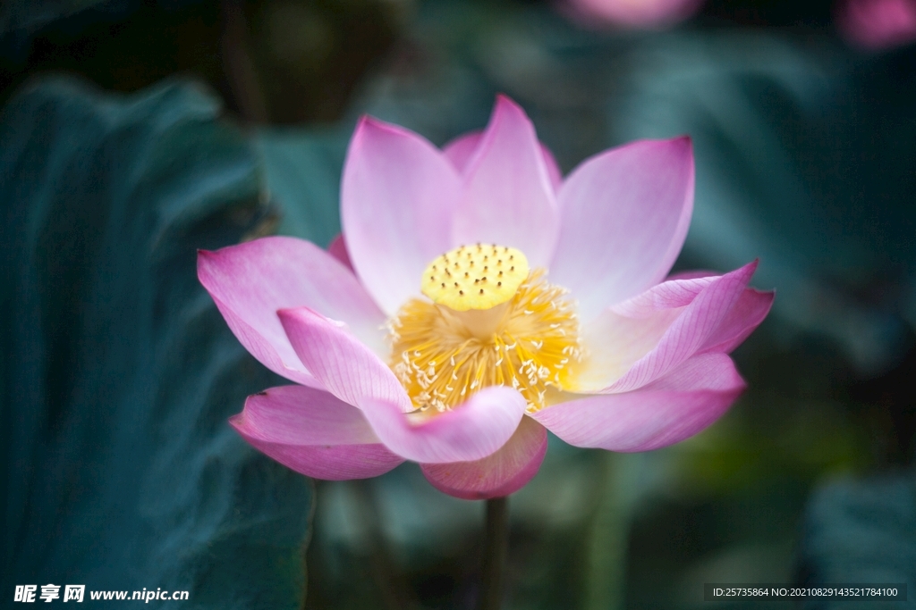 莲花