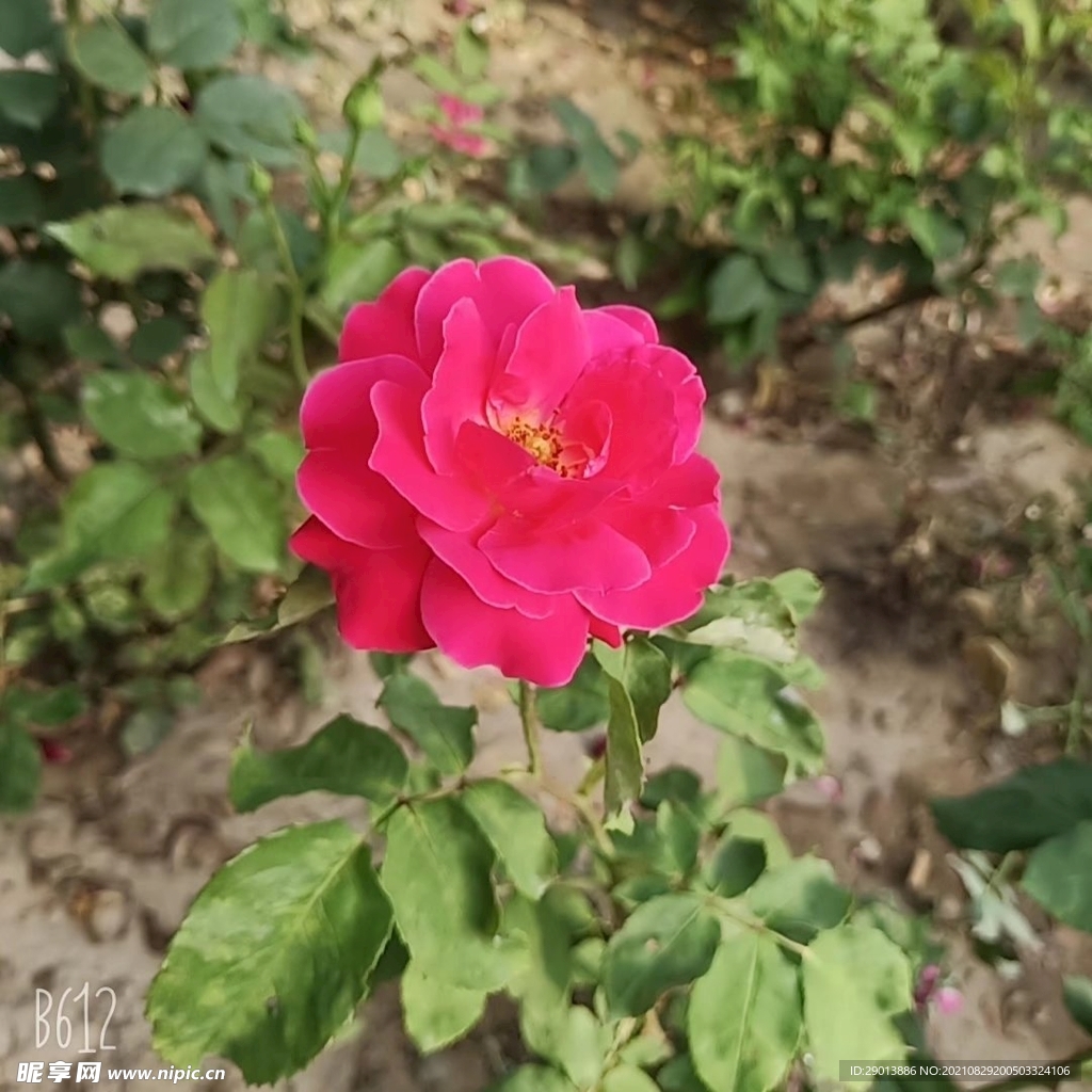 月季花