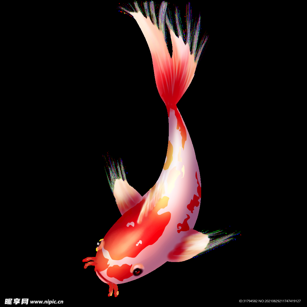 锦鲤元素