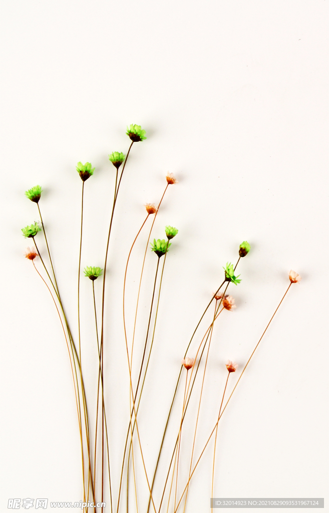 植物挂画