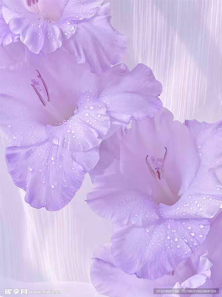 花朵图片
